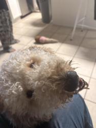 Reunited Male Dog last seen Near Bagley Garden CT, Katy, TX 77449
