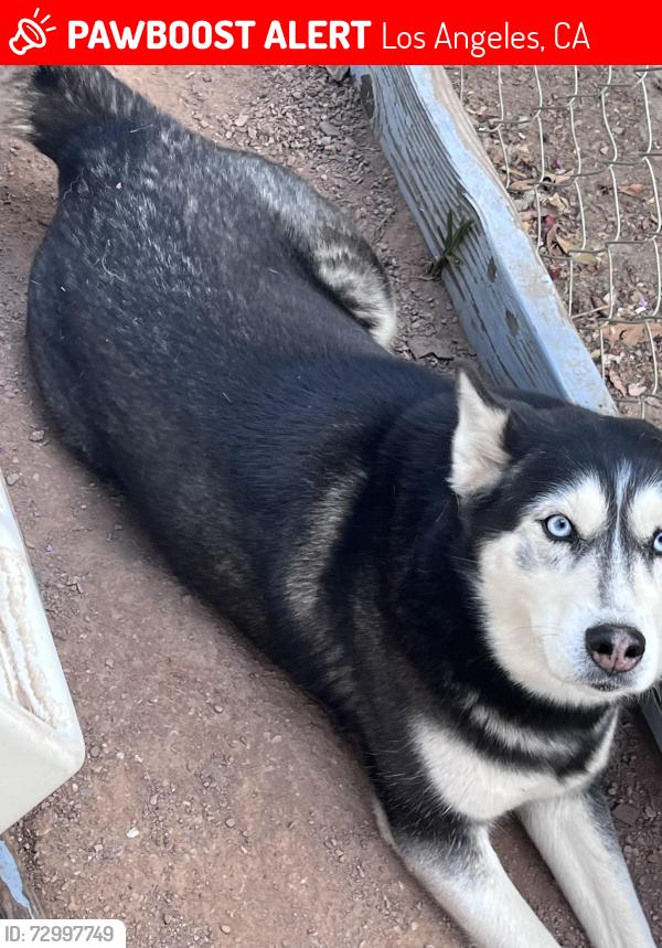 Lost Female Dog last seen Near Troost Ave Sun Valley CA 91605 United States, Los Angeles, CA 91605