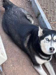 Lost Female Dog last seen Near Troost Ave Sun Valley CA 91605 United States, Los Angeles, CA 91605
