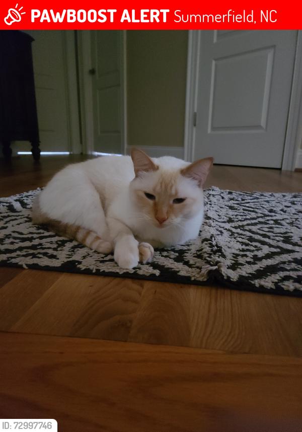 Lost Male Cat last seen Witty Rd, Scalesville Rd, and Hillsdale Rd, Summerfield, NC 27358