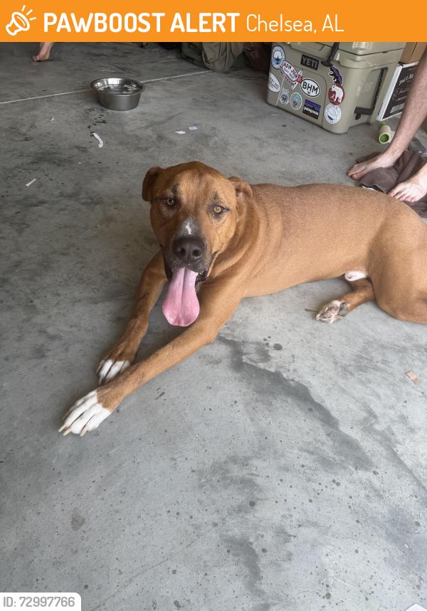 Found/Stray Male Dog last seen Near the Narrows off old 280, Chelsea, AL 35043