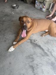 Found/Stray Male Dog last seen Near the Narrows off old 280, Chelsea, AL 35043