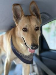 Reunited Male Dog last seen S Ave 58 and Benner St., Highland Park, Los Angeles, CA 90042