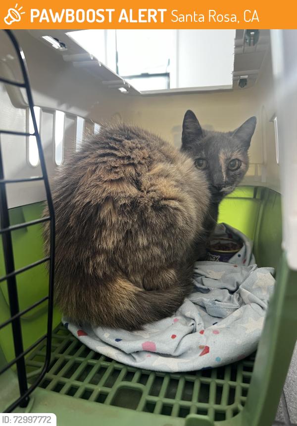 Found/Stray Unknown Cat last seen Bush street , Santa Rosa, CA 95404