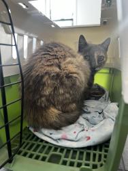 Found/Stray Unknown Cat last seen Bush street , Santa Rosa, CA 95404