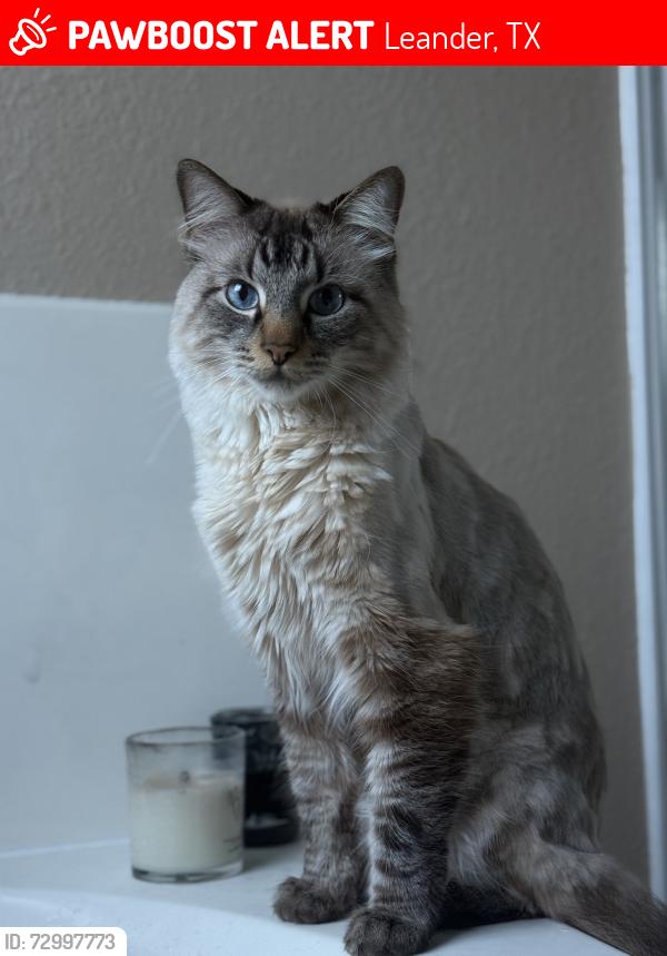 Lost Male Cat last seen Catlin Cv in Block House Creek neighborhood , Leander, TX 78641