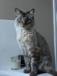 Lost Male Cat last seen Catlin Cv , Leander, TX 78641