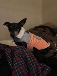 Lost Female Dog last seen Dexter middle school, Memphis, TN 38018