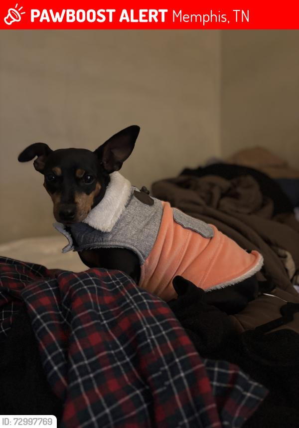 Lost Female Dog last seen Dexter middle school, Memphis, TN 38018