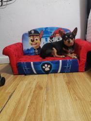 Reunited Male Dog last seen Alcott Elementary, Pomona, CA 91766