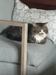 Lost Male Cat last seen Brookhurst and Atlanta, Huntington Beach, CA 92646