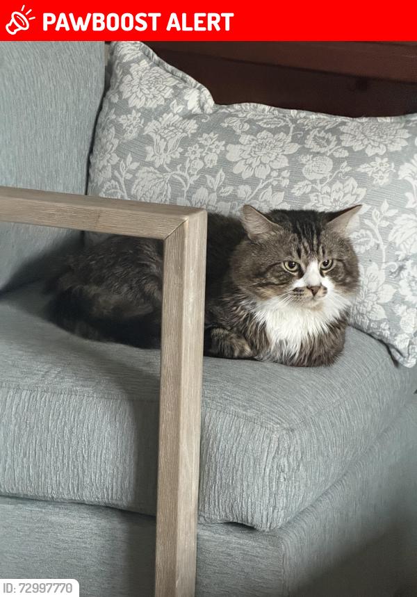 Lost Male Cat last seen Brookhurst and Atlanta, Huntington Beach, CA 92646