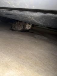 Found/Stray Unknown Cat last seen City of fridley city hall, Spring Lake Park, MN 55432