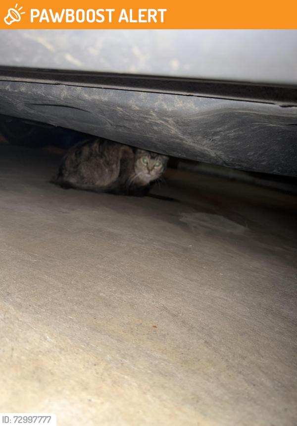 Found/Stray Unknown Cat last seen City of fridley city hall, Spring Lake Park, MN 55432
