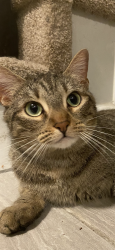 Lost Female Cat last seen Near sunflower ct winter park Fl 32792, Winter Park, FL 32792