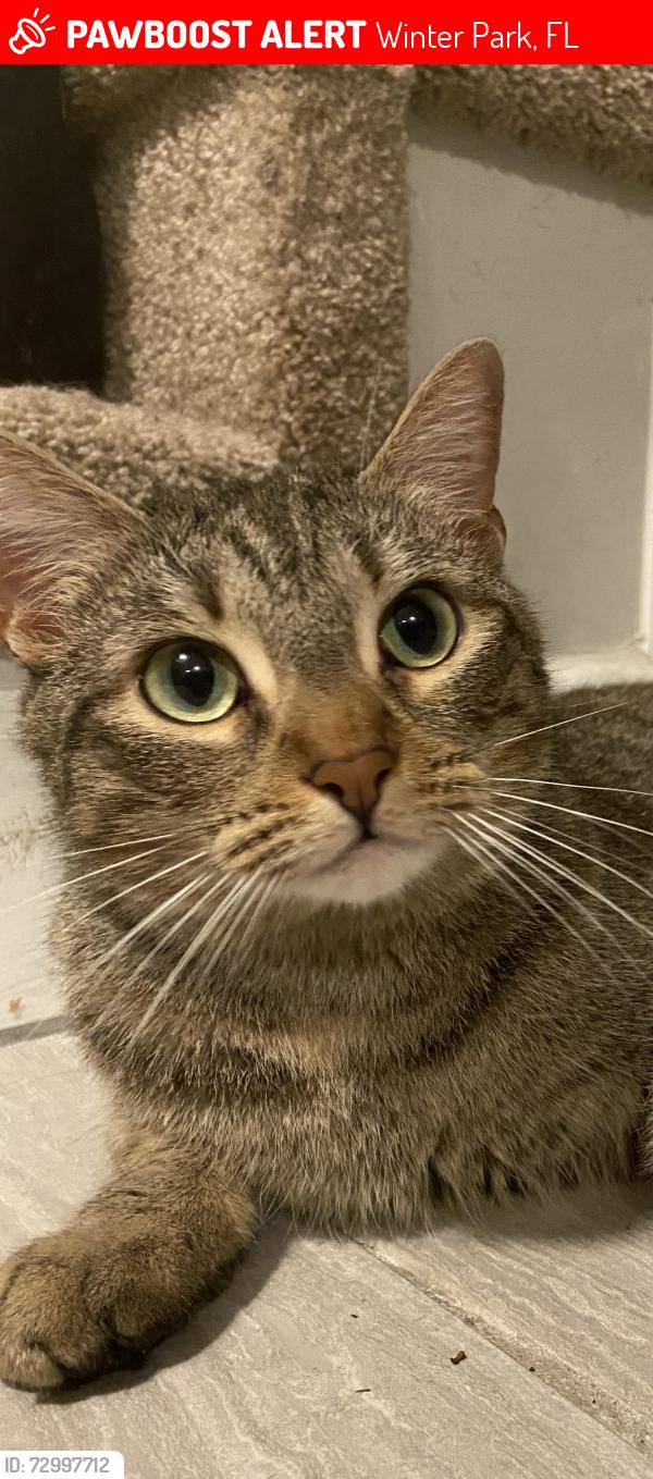 Lost Female Cat last seen Near sunflower ct winter park Fl 32792, Winter Park, FL 32792