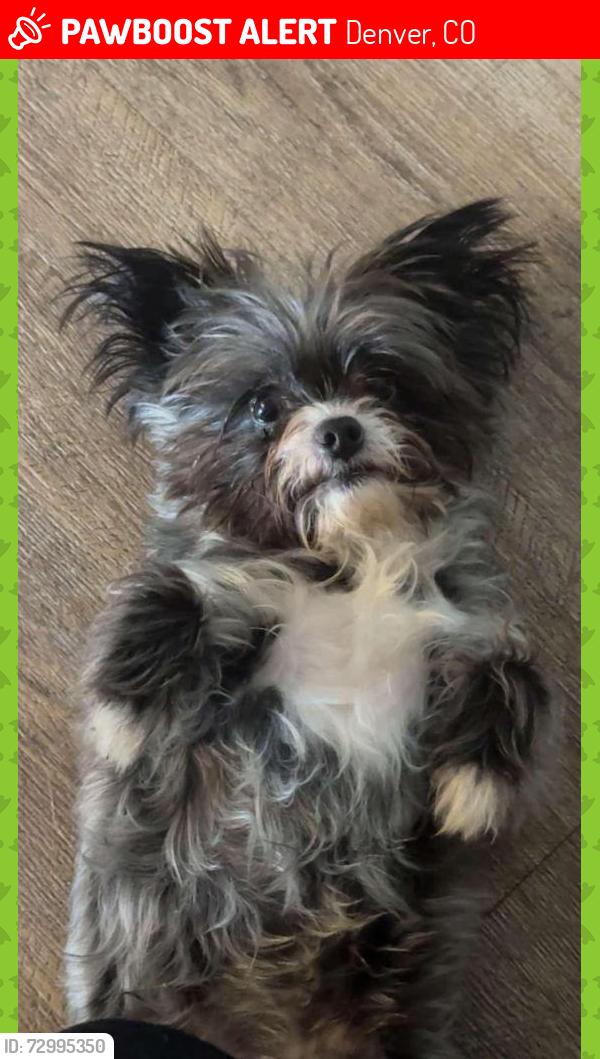 Lost Male Dog last seen Near Kentucky y Sheridan, Denver, CO 80219