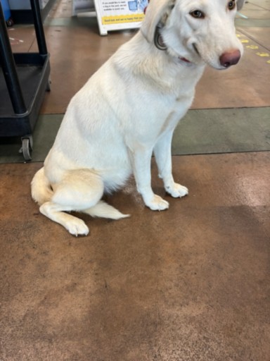 Shelter Stray Female Dog last seen , 14409 Vanowen St, Van Nuys, CA 91405, USA
