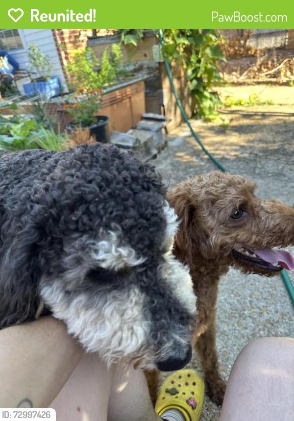 Reunited Male Dog last seen Merbs on Grand Ave, St. Louis, MO 63118