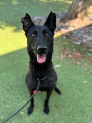 Shelter Stray Female Dog last seen , 14409 Vanowen St, Van Nuys, CA 91405, USA
