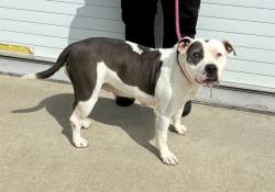 Shelter Stray Female Dog last seen Near BLOCK LENTZ AVE, 3528 Newburg Rd, Louisville, KY 40218, USA