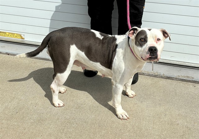 Shelter Stray Female Dog last seen Near BLOCK LENTZ AVE, 3528 Newburg Rd, Louisville, KY 40218, USA