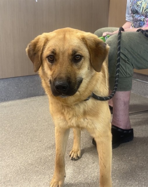 Shelter Stray Female Dog last seen Near BLOCK STANDING OAK DR, 3528 Newburg Rd, Louisville, KY 40218, USA