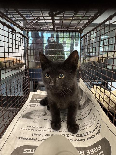 Shelter Stray Female Cat last seen , West Valley Animal Shelter, 20655 Plummer St, Chatsworth, CA 91311, USA