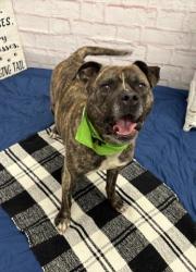 Shelter Stray Male Dog last seen Near BLOCK MONTROSE DETROIT, MI 48227, 7401 Chrysler Dr, Detroit, MI 48211, USA