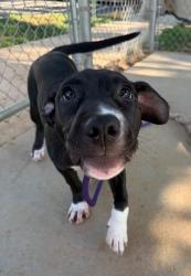 Shelter Stray Male Dog last seen CHARLOTTE, 8315 Byrum Dr, Charlotte, NC 28217, USA