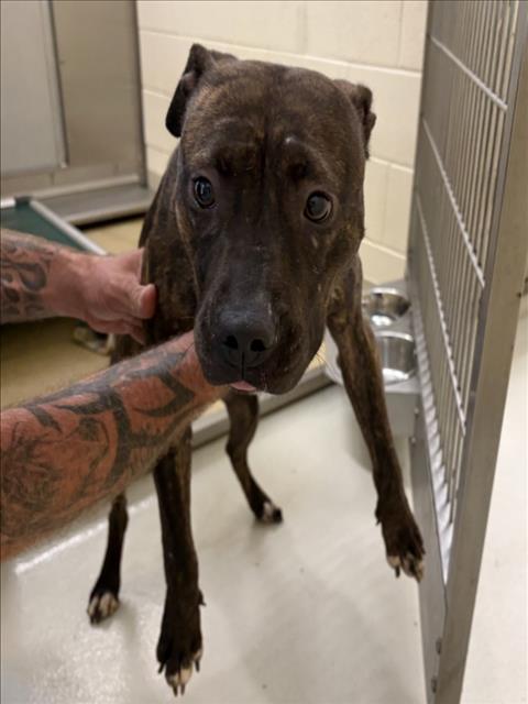 Shelter Stray Female Dog last seen , 1601 Eubanks Rd, Chapel Hill, NC 27516, USA