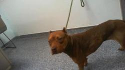 Shelter Stray Male Dog last seen CHARLOTTE, 8315 Byrum Dr, Charlotte, NC 28217, USA
