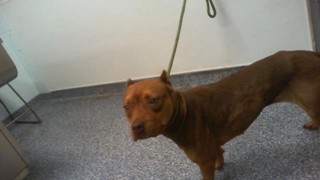 Shelter Stray Male Dog last seen CHARLOTTE, 8315 Byrum Dr, Charlotte, NC 28217, USA