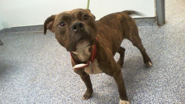Shelter Stray Male Dog last seen CHARLOTTE, 8315 Byrum Dr, Charlotte, NC 28217, USA