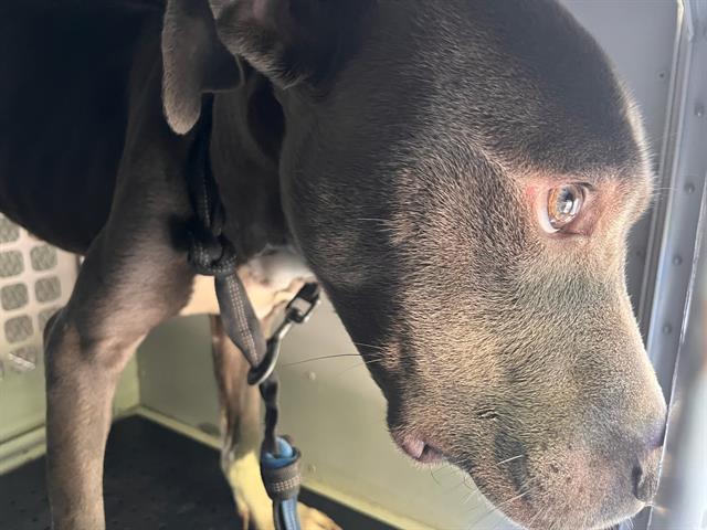 Shelter Stray Male Dog last seen CHARLOTTE, 8315 Byrum Dr, Charlotte, NC 28217, USA