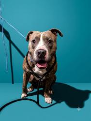 Shelter Stray Male Dog last seen Near BLOCK PARK ST, 2020 Forest St, Jacksonville, FL 32204, USA