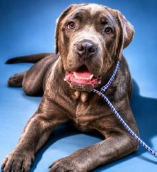 Shelter Stray Male Dog last seen Near BLOCK HIGH PLAINS, 2020 Forest St, Jacksonville, FL 32204, USA
