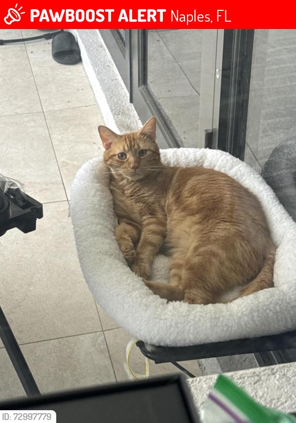 Lost Male Cat last seen 17th Ave SW, Naples, FL 34117