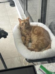Lost Male Cat last seen 17th Ave SW, Naples, FL 34117