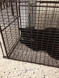 Shelter Stray Unknown Cat last seen Near BLOCK E 88TH AVE, 12155 Park Blvd, Brighton, CO 80601, USA