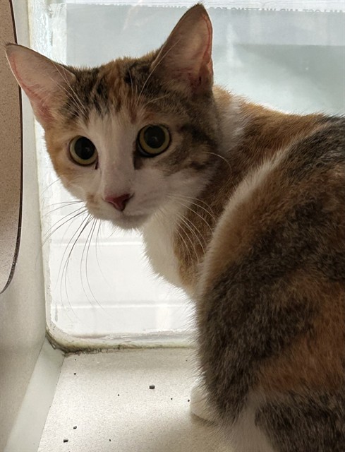 Shelter Stray Unknown Cat last seen Near BLOCK CARLEE DR, PUEBLO CO 81005, 4600 Eagleridge Pl, Pueblo, CO 81008, USA