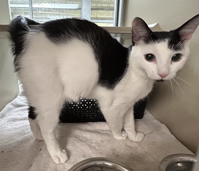 Shelter Stray Unknown Cat last seen Near BLOCK E STATE HWY 96, PUEBLO CO 81006, 4600 Eagleridge Pl, Pueblo, CO 81008, USA