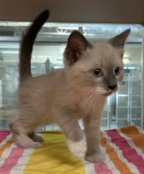 Shelter Stray Male Cat last seen Near BLOCK E 7TH ST, PUEBLO CO 81001, 4600 Eagleridge Pl, Pueblo, CO 81008, USA