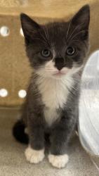 Shelter Stray Male Cat last seen Near BLOCK E 7TH ST, PUEBLO CO 81001, 4600 Eagleridge Pl, Pueblo, CO 81008, USA