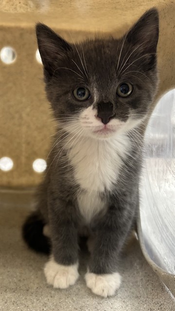 Shelter Stray Male Cat last seen Near BLOCK E 7TH ST, PUEBLO CO 81001, 4600 Eagleridge Pl, Pueblo, CO 81008, USA