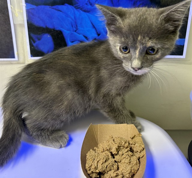 Shelter Stray Female Cat last seen Near BLOCK E 7TH ST, PUEBLO CO 81001, 4600 Eagleridge Pl, Pueblo, CO 81008, USA