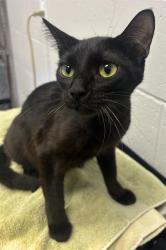 Shelter Stray Female Cat last seen Near , 2600 S Harding St, Indianapolis, IN 46221, USA