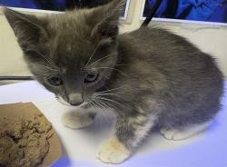 Shelter Stray Female Cat last seen Near BLOCK E 7TH ST, PUEBLO CO 81001, 4600 Eagleridge Pl, Pueblo, CO 81008, USA