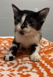 Shelter Stray Male Cat last seen Near , 2600 S Harding St, Indianapolis, IN 46221, USA