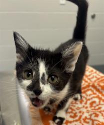 Shelter Stray Male Cat last seen Near , 2600 S Harding St, Indianapolis, IN 46221, USA